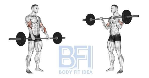 Barbell reverse curl workout