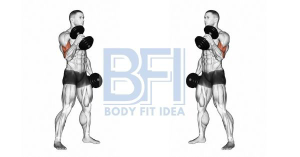 Dumbbell Biceps Curl Workout;